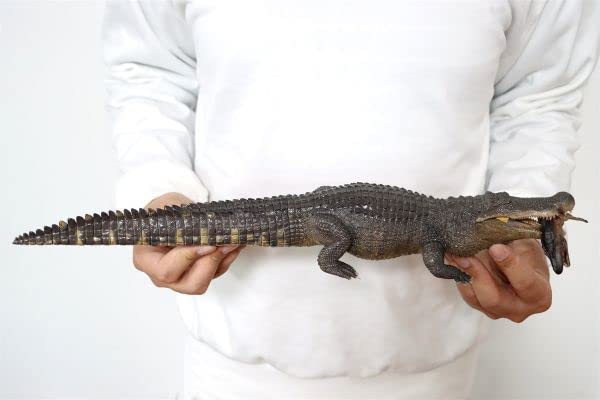 Amazon.co.jp: REBOR 135 サイズ デイノスクス ワニ 獣脚類 恐竜 動物
